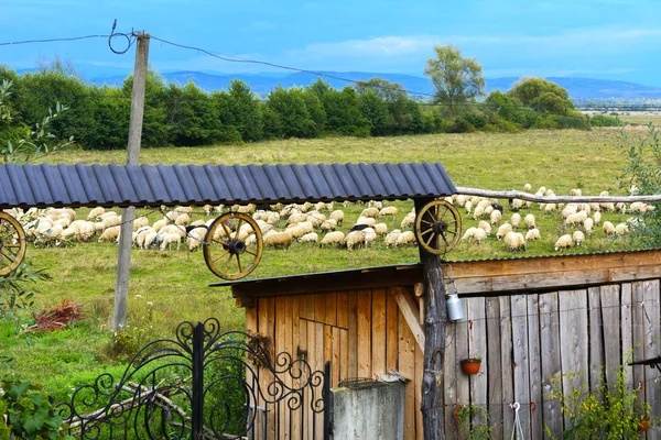 Зграя овець, що пасуться біля воріт приватного будинку — стокове фото