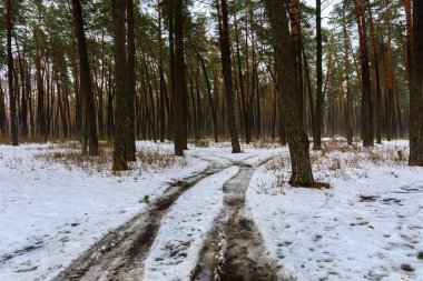 Orman yolu ve iz kış ormanda eridi