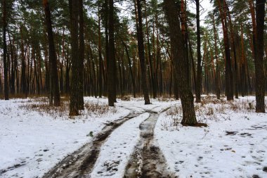 Orman yolu ve iz kış ormanda eridi