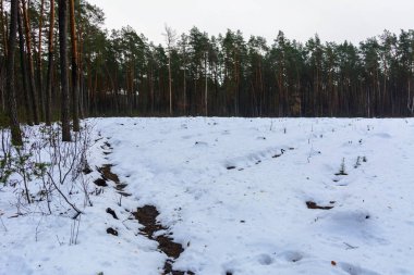Orman yolu ve iz kış ormanda eridi