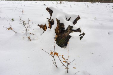 Kar kış orman çalılar ve kütükleri kaplı