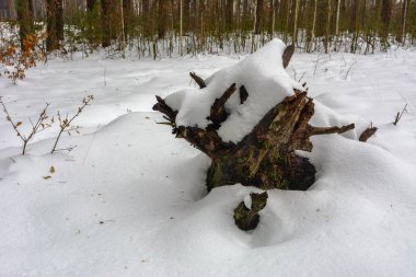 Kar kış orman çalılar ve kütükleri kaplı