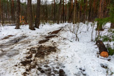 Orman yolu ve iz kış ormanda eridi