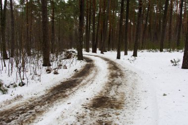 Orman yolu ve iz kış ormanda eridi