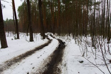 Orman yolu ve iz kış ormanda eridi