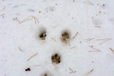 Orman yolu ve iz kış ormanda eridi