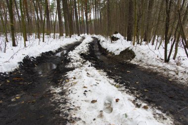 Orman yolu ve iz kış ormanda eridi