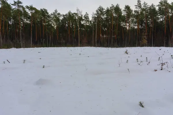 Forest road en trail gesmolten weg in het woud van de winter — Stockfoto