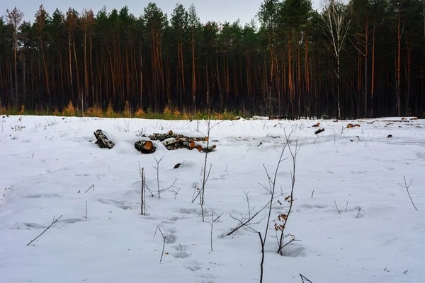 Les buissons et souches recouverts de neige dans la forêt d'hiver — Photo