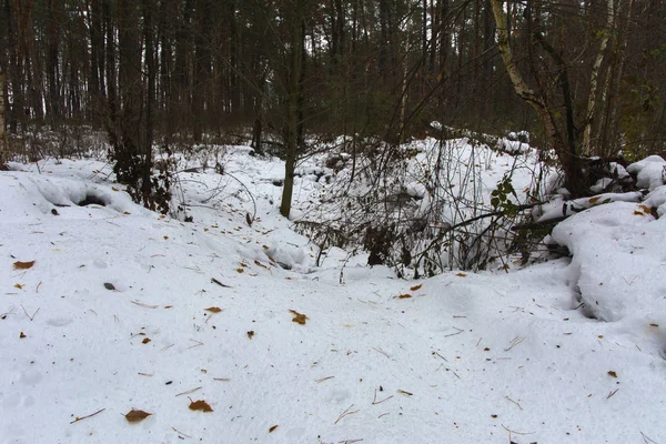 Křoví a pařezy sněhem v zimě lese — Stock fotografie