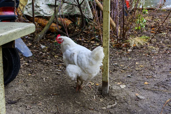 호수에 나무로 되는 개인 집의 마당에 닭 — 스톡 사진
