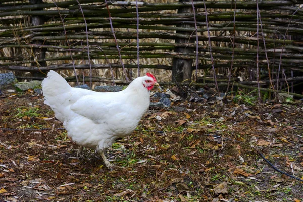 The chicken in the yard of a wooden private house on the lake — Stock Photo, Image