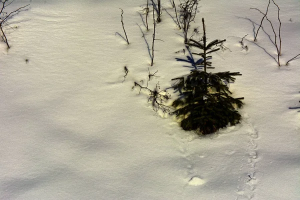 Yeni yıl holida karda küçük Noel ağaçları kaplı — Stok fotoğraf