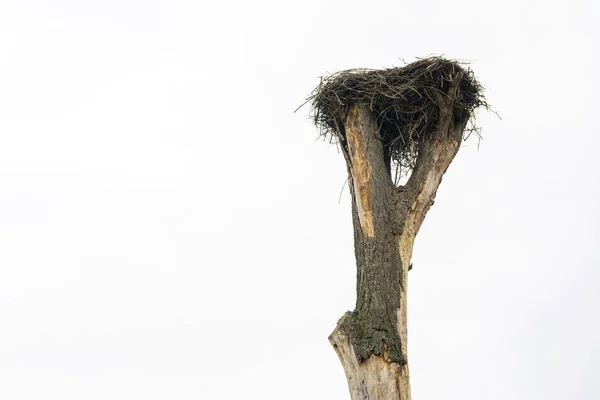 En stork boet, uppfödda på ett gammalt träd i byn — Stockfoto