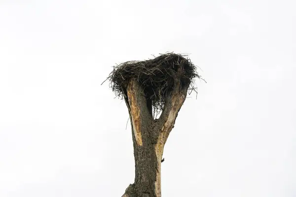 A stork's nest, reared on an old tree in the village — Stock Photo, Image