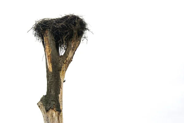 A stork's nest, reared on an old tree in the village — Stock Photo, Image