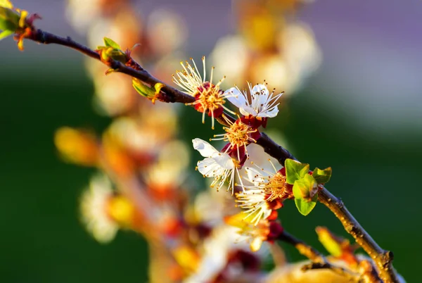 Abricot au moment de la floraison - les arbres semblent très attrayants — Photo