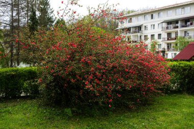 Gökyüzü ve yolları karşı parkta çim