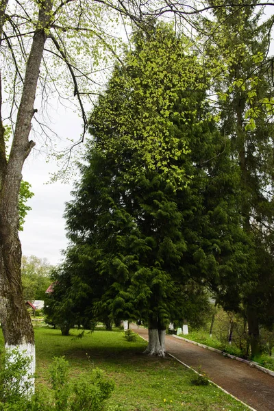 Gräs i parken mot himlen och sökvägar — Stockfoto