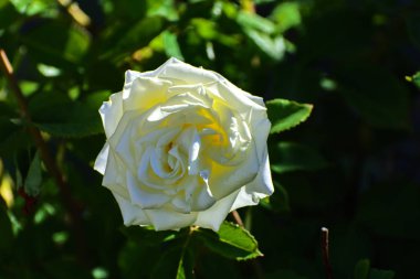 Güzel çiçek arka plan. İnanılmaz bir beyaz gül bloomi görünümünü