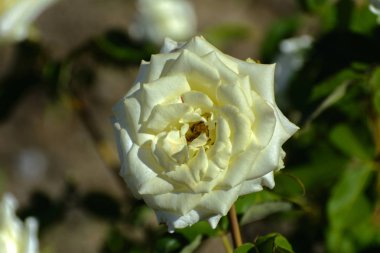 Güzel çiçek arka plan. İnanılmaz bir beyaz gül bloomi görünümünü