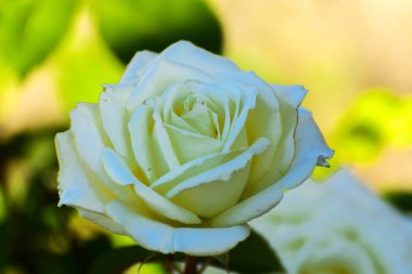 Güzel çiçek arka plan. İnanılmaz bir beyaz gül bloomi görünümünü