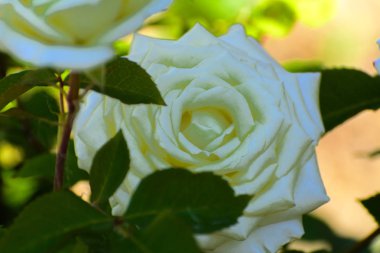 Güzel çiçek arka plan. İnanılmaz bir beyaz gül bloomi görünümünü