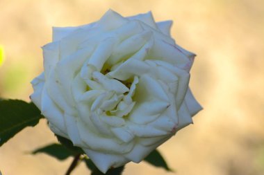 Güzel çiçek arka plan. İnanılmaz bir beyaz gül bloomi görünümünü