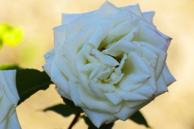 Güzel çiçek arka plan. İnanılmaz bir beyaz gül bloomi görünümünü