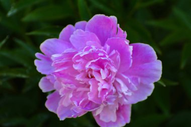 Özel house yakınındaki bir çiçek yatağı üzerinde bir şakayık çiçek yetişir