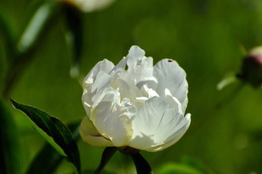 Güzel çiçek arka plan. İnanılmaz bir beyaz gül bloomi görünümünü