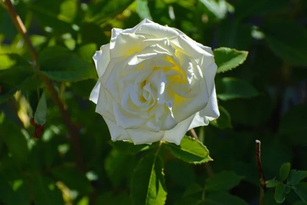 Hermoso fondo floral. Increíble vista de una rosa blanca bloomi — Foto de Stock