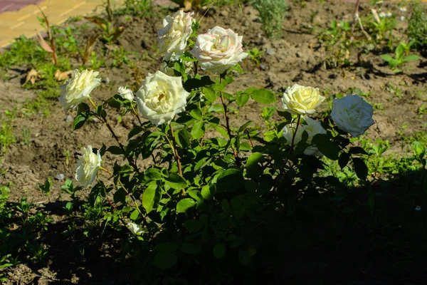Beau fond floral. Vue imprenable sur une fleur de rose blanche — Photo