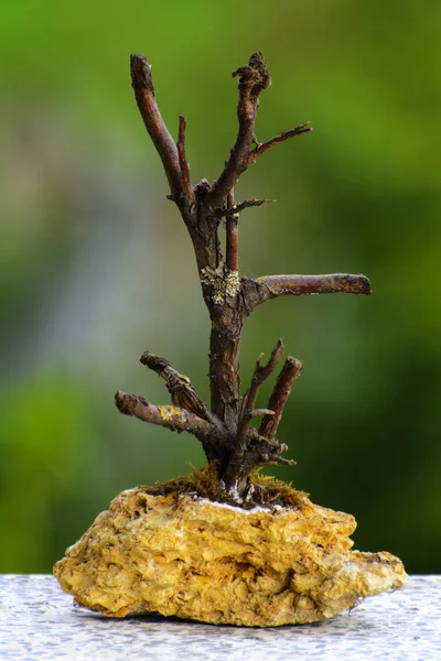 Hausgemachte Skulptur aus einem Zweig mit einer Basis aus Stein — Stockfoto