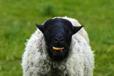 Yalnız bir koyun otlatma için güzel bir çayır üzerinde otlatma