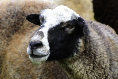 Otlatma için güzel bir çayır üzerinde otlatma koyun sürüsü