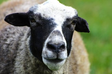 Yalnız bir koyun otlatma için güzel bir çayır üzerinde otlatma