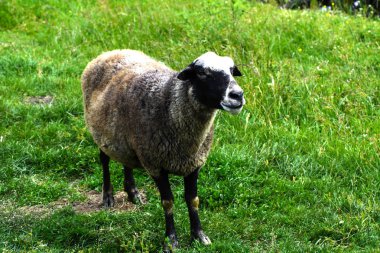 Yalnız bir koyun otlatma için güzel bir çayır üzerinde otlatma