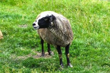 Yalnız bir koyun otlatma için güzel bir çayır üzerinde otlatma
