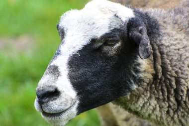 Yalnız bir koyun otlatma için güzel bir çayır üzerinde otlatma