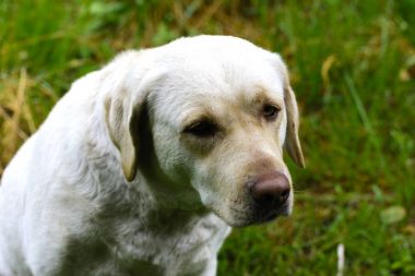 Bir labrador köpektir. Yetişkin bir köpek sahibinin yanında oturur