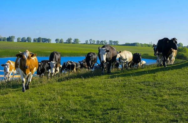Uma grande manada de vacas indo para o campo para pastorear — Fotografia de Stock