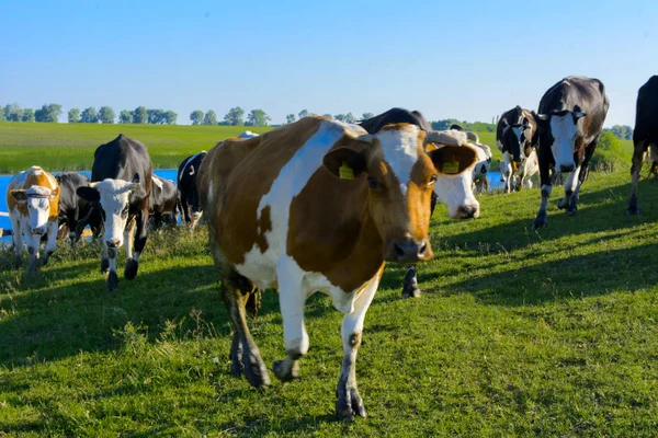 Uma grande manada de vacas indo para o campo para pastorear — Fotografia de Stock