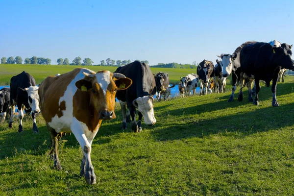 Uma grande manada de vacas indo para o campo para pastorear — Fotografia de Stock