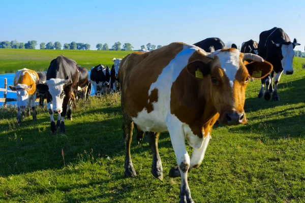 Uma grande manada de vacas indo para o campo para pastorear — Fotografia de Stock