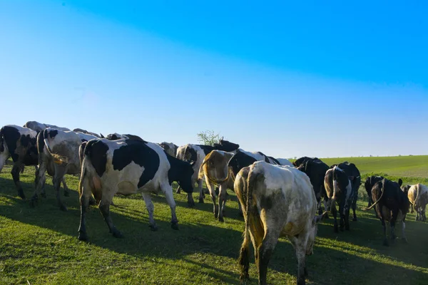 Uma grande manada de vacas indo para o campo para pastorear — Fotografia de Stock