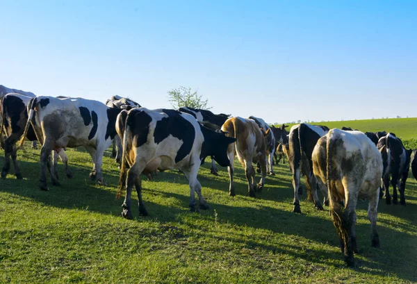 Uma grande manada de vacas indo para o campo para pastorear — Fotografia de Stock