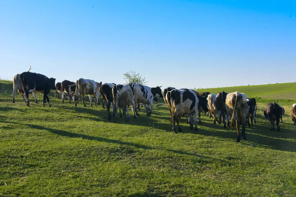 Великий стадо корів, що йдуть на поле для випасу — стокове фото
