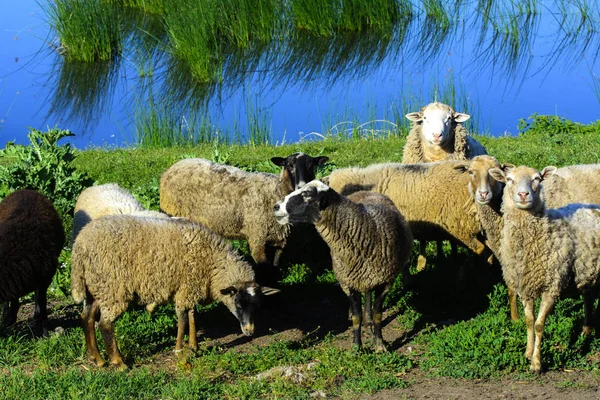 羊の放牧の美しい牧草地で放牧の群れ — ストック写真