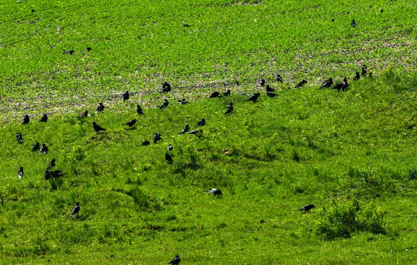 Зграя ворон сиділа на красивому зеленому полі — стокове фото